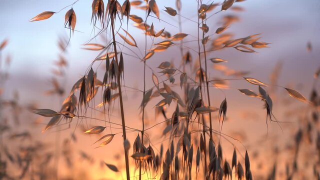 Dried wild weeds in sunset