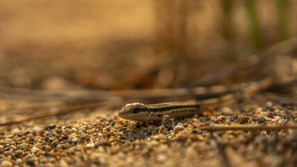small brown lizard basking in the sun, summer