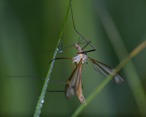 Large crane fly sitting on the grass