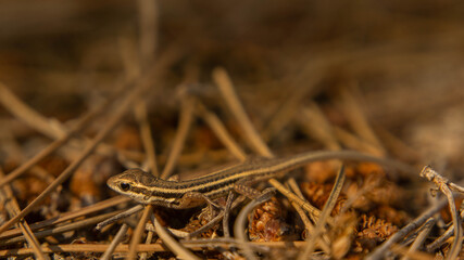 small brown lizard basking in the sun, summer