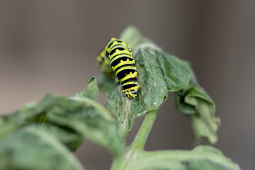 Black Swallowtail caterpillars. In North America they are more common species. It is the state butterfly of Oklahoma and New Jersey.