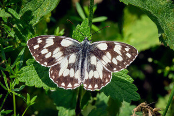 Schachbrett oder auch Damenbrett ( Melanargia galathea ).