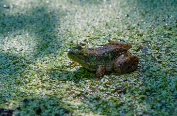 Frog and pond on a warm summer day