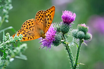 Kaisermantel oder Silberstrich ( Argynnis paphia ).