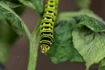 Black Swallowtail caterpillars. In North America they are more common species. It is the state butterfly of Oklahoma and New Jersey.
