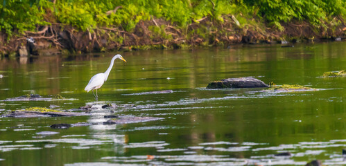 Naklejka na ściany i meble Great egret looking at a river