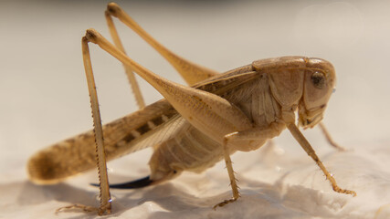 large brown grasshopper sitting on a white stone