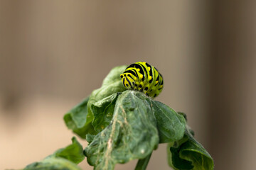 Black Swallowtail caterpillars. In North America they are more common species. It is the state butterfly of Oklahoma and New Jersey.