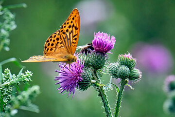 Kaisermantel oder Silberstrich ( Argynnis paphia ).