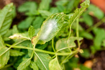 Caterpillar weaving its nest with silk during metamorphosis.