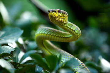 Green mangrove pit viper  is a venomous pit viper species native to India, Bangladesh and Southeast Asia.