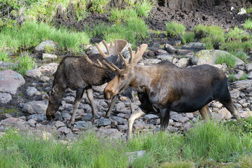 Fototapeta premium Moose in the Colorado Rocky Mountains