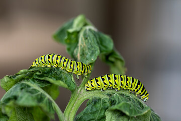 Black Swallowtail caterpillars. In North America they are more common species. It is the state butterfly of Oklahoma and New Jersey.