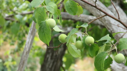 green small apples on a tree branch in a summer garden on a blurred background of greenery