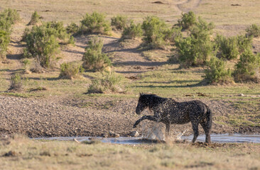 Wild Horse in the Utah Desert
