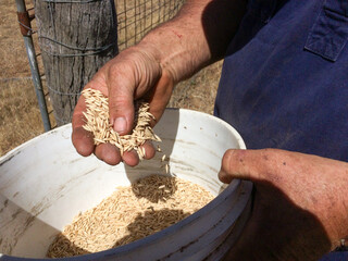 Farmer's hands inspecting oat grains