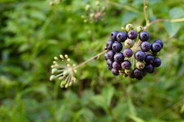 wild berry cluster