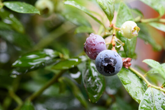 ripe and unripe blueberries on the tree - Powered by Adobe