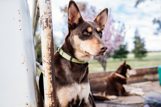 Kelpie on ute