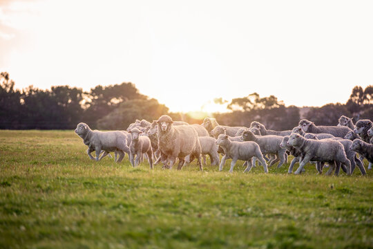 Merino ewes and lambs in green pasture