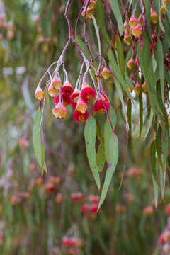 Silver Princess weeping eucalyptus with buds blossoming