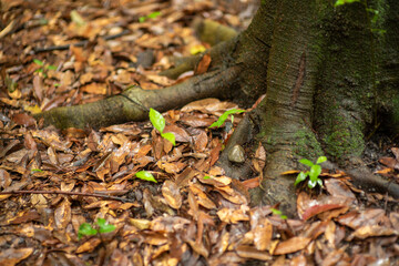 fallen autumn leaves