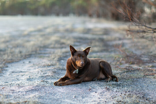 brown kelpie dog outdoors lying on the dirt