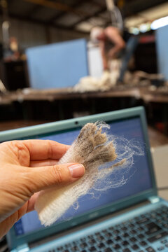hand holding staple of merino wool in front of computer in shearing shed
