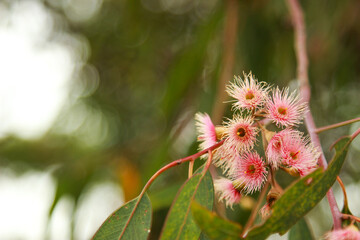 Blossoming eucalyptus gum tree branch