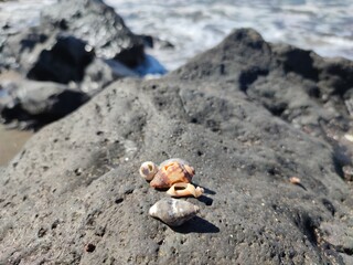 crab on sand