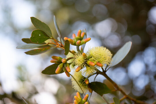 Buds and yellow flowers of eucalyptus tree