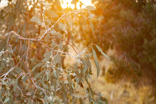 Green native gum tree leaves hanging down