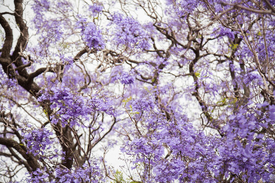 Selective focus on purple flowers of jacaranda tree in spring