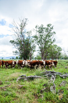 Herd of Hereford cattle in paddock - newly re-stocked farm