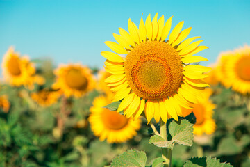 Sunflower on a farm field, against the blue sky sunny morning, looks at the sun. Commercial blank for packaging and advertising. Copy space.