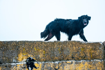 homeless black dog walking on a jetty