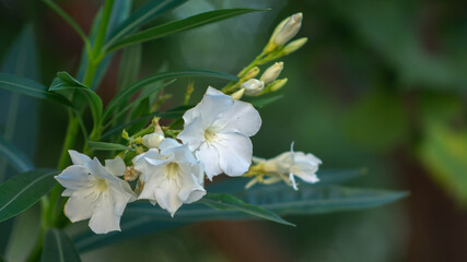 incredibly beautiful but dangerous oleander flower, summer