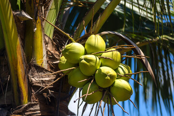 coconuts on the tree