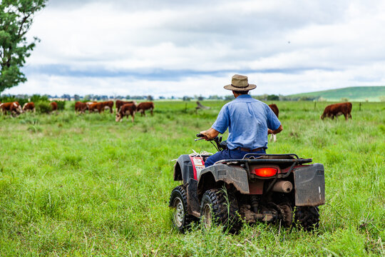 Farmer On Quad Bike Checking Cattle In Green Paddock