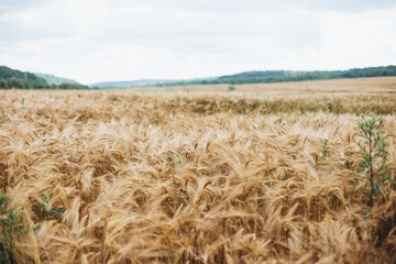 wheat field in the summer