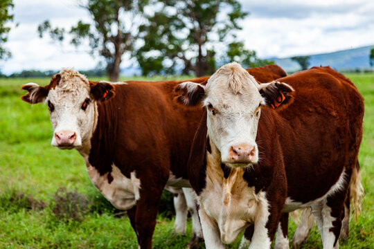 Friendly Hereford cows coming close up