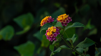 incredibly beautiful brightly blooming lantana, summer day