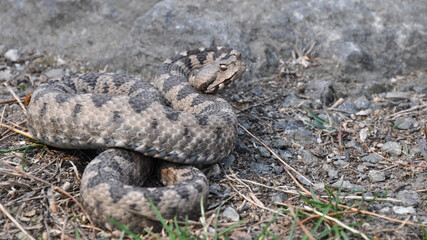 Horned Viper - Ready to attack