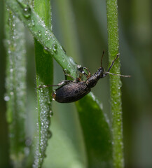 In a jungle. Weevil crawling on grass stem among dew drops, blurred background
