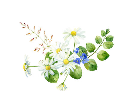 Composition of watercolor wild herbs and flowers . For congratulations, invitations, anniversaries, weddings, birthday