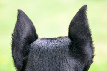 Doberman © Izabela
