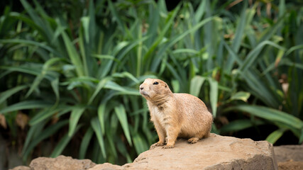 プレーリードッグの可愛い姿　prairie dog