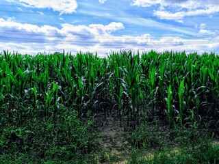 green corn field
