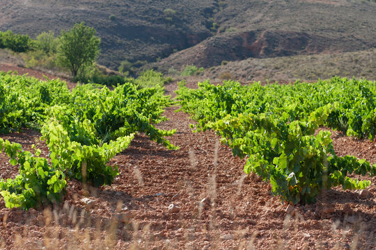 Vi&ntilde;edos en pleno mes de julio