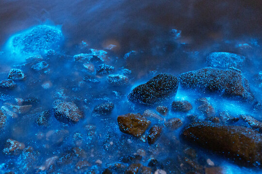 Bioluminesence Bloom
